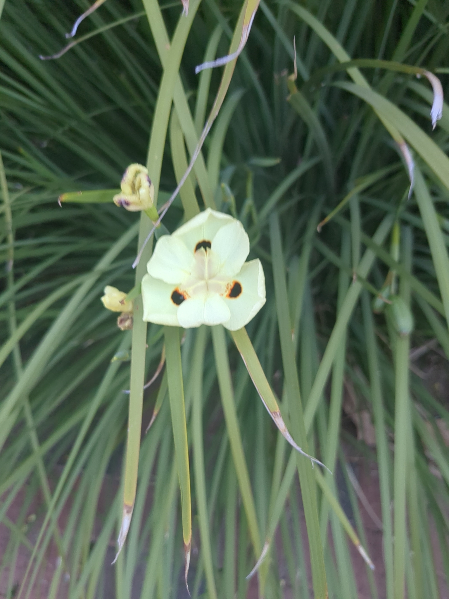 Imagem de Iris-amarelo