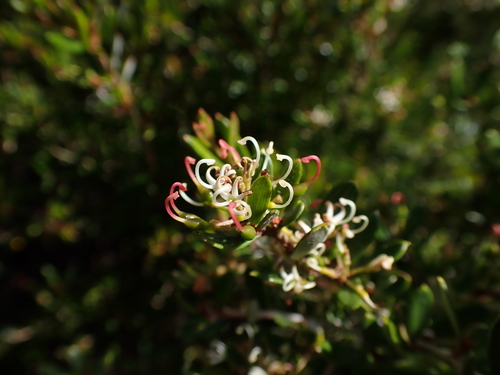 Image of Grevillea australis by (c) Nina Kerr, some rights reserved (CC BY)