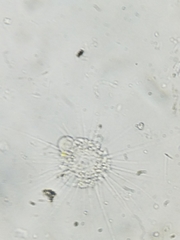 Actinophryida
