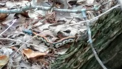 Thamnophis cyrtopsis ocellatus