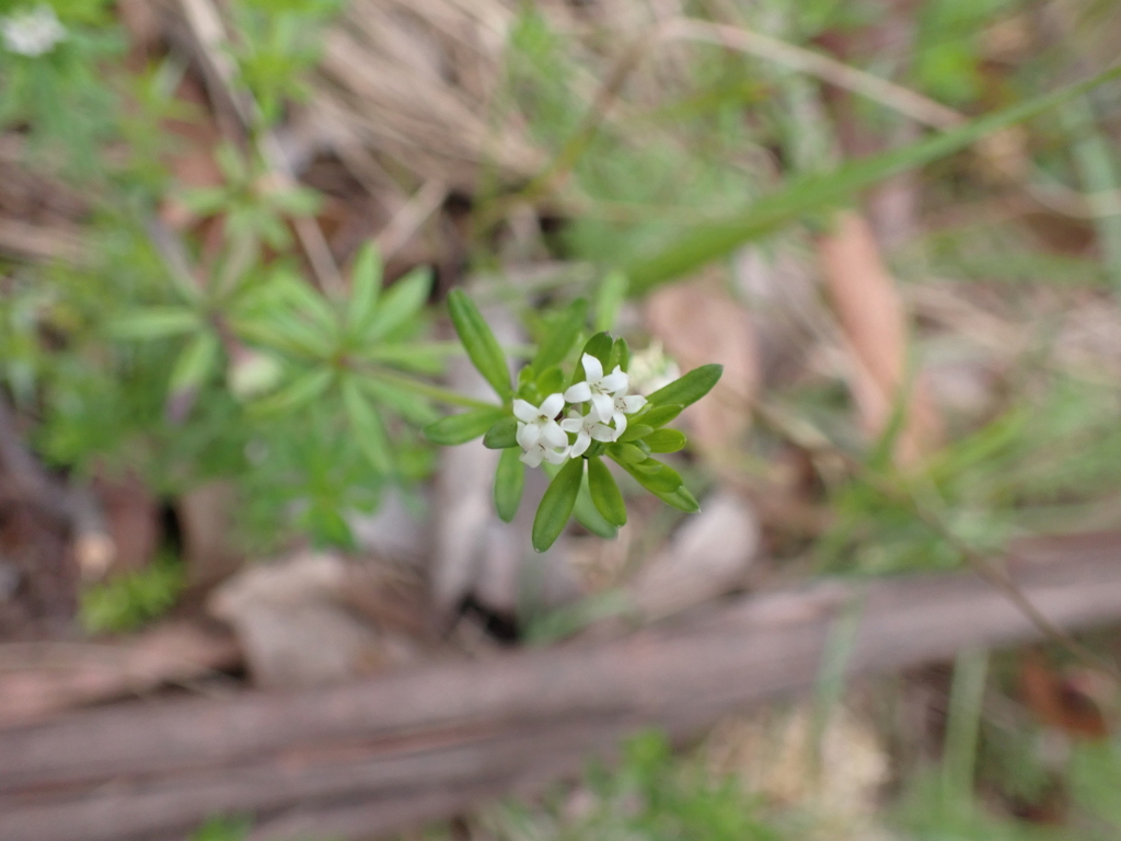 Asperula polymera