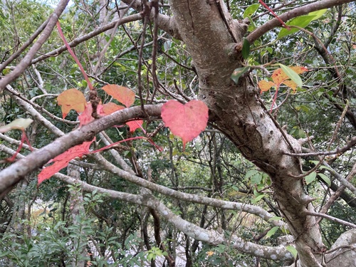 Foto de Videira-japonesa
