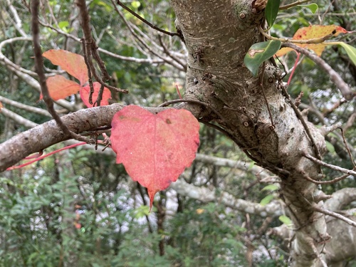 Foto de Videira-japonesa