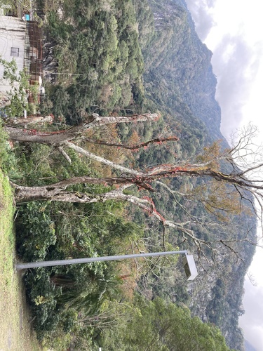 Foto de Videira-japonesa