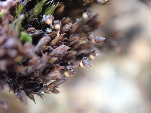 Changeable Rock-moss (Andreaea mutabilis)