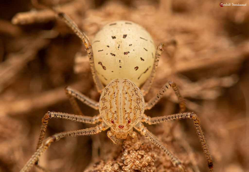 Seaside spitting spider