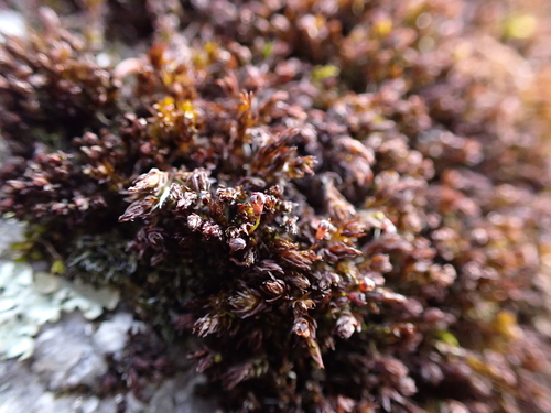 Andreaea australis observed 2023-12-19