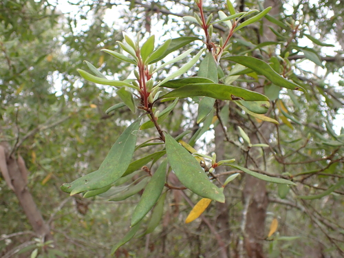 velvety geebung (Persoonia subvelutina)
