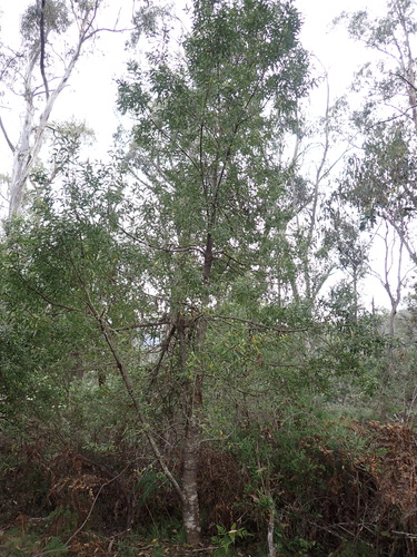 Image of Persoonia subvelutina by (c) Nina Kerr, some rights reserved (CC BY)