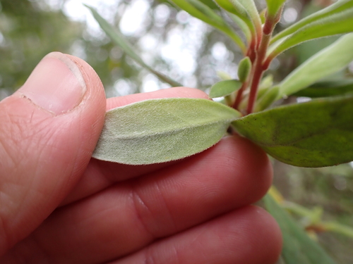 Image of Persoonia subvelutina by (c) Nina Kerr, some rights reserved (CC BY)