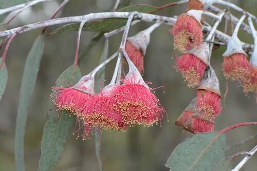 Eucalyptus caesia, photographed by an iNaturalist contributor