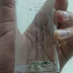 Duttaphrynus dhufarensis