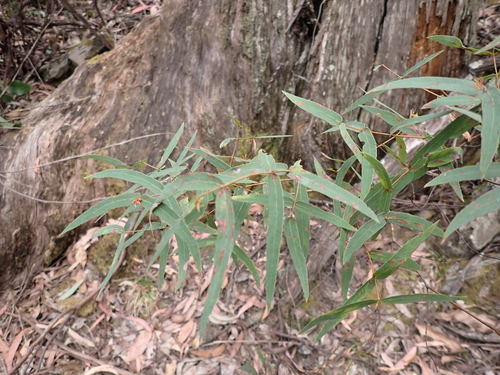 Image of Eucalyptus radiata by (c) Nina Kerr, some rights reserved (CC BY)