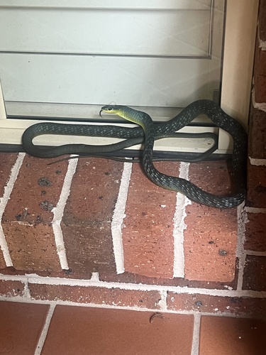 Common Tree Snake sighting