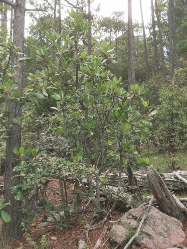 Arbutus madrensis (Arbutus madrensis)