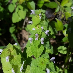 Lamium purpureum purpureum