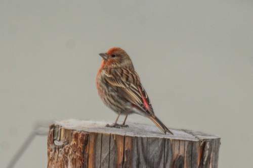Pallas's Rosefinch