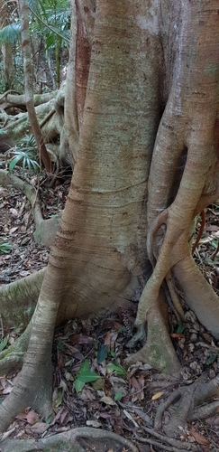 Ficus rubiginosa