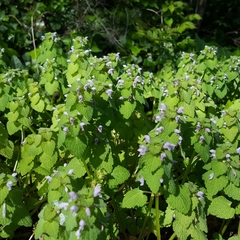 Lamium purpureum purpureum