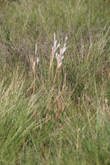 Andropogon eucomus