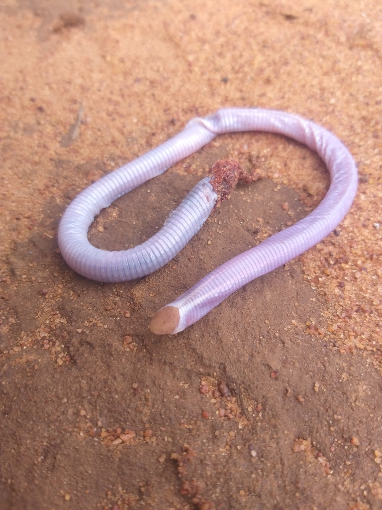 De Coster's Worm-Lizard
