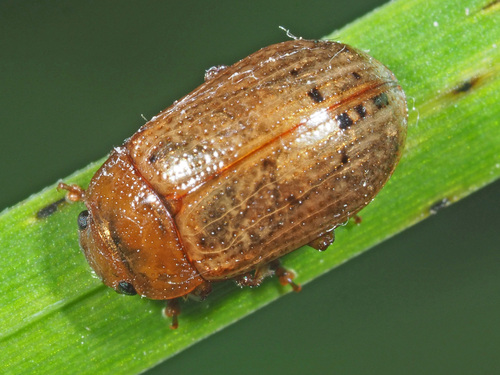 Penkiataškis Dygblauzdis nuotrauka