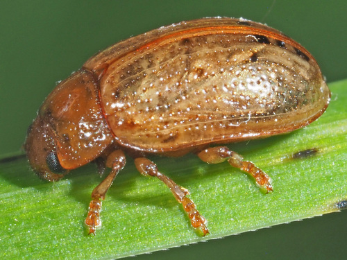 Penkiataškis Dygblauzdis nuotrauka