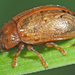 Gonioctena quinquepunctata - Photo (c) Felix Riegel, some rights reserved (CC BY-NC), uploaded by Felix Riegel