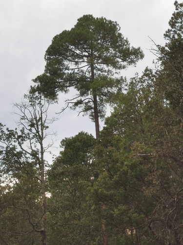 Pinus durangensis, photograph 5