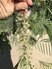 Leucaena pulverulenta