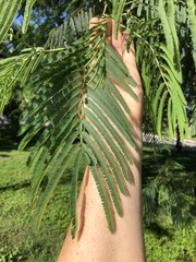 Leucaena pulverulenta