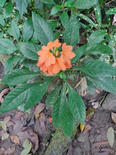 Foto de Afelandra