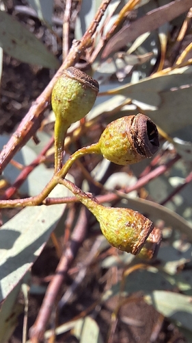 Image of Eucalyptus leucoxylon by no rights reserved