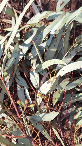 Image of Eucalyptus leucoxylon by no rights reserved
