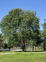 Leucaena pulverulenta