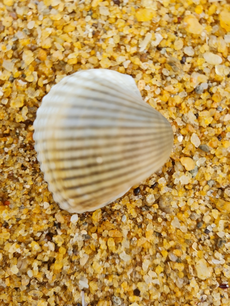 Tegillarca rhombea