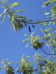 Leucaena pulverulenta