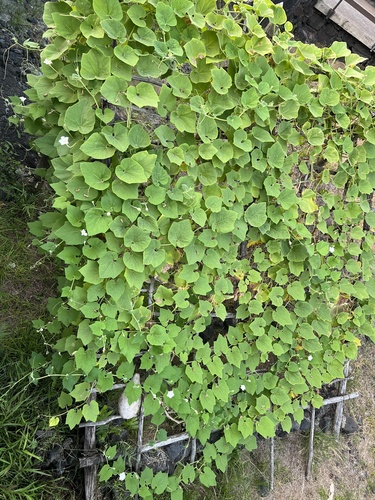 Lagenaria siceraria observed 2024-01-05