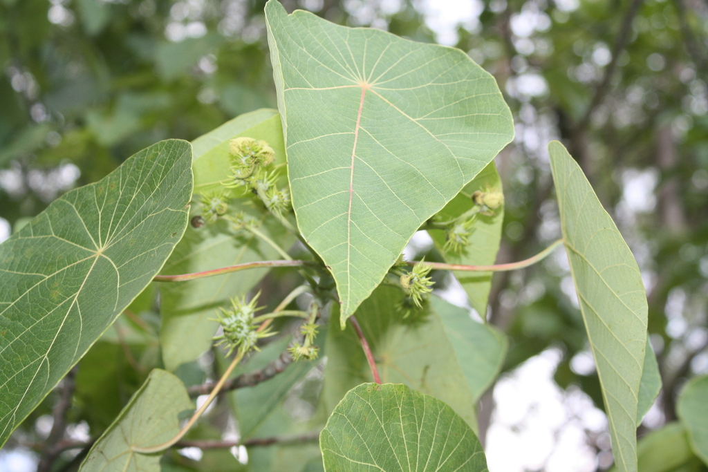 Elephant's Ear from 2-68 Smiths Rd, Elimbah QLD 4516, Australia on