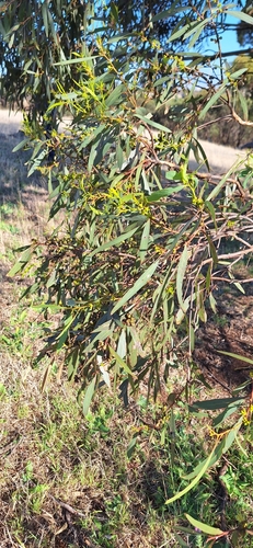 Image of Eucalyptus odorata by no rights reserved