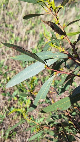 Image of Eucalyptus odorata by no rights reserved