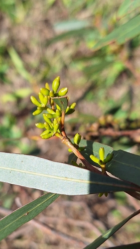 Image of Eucalyptus odorata by no rights reserved
