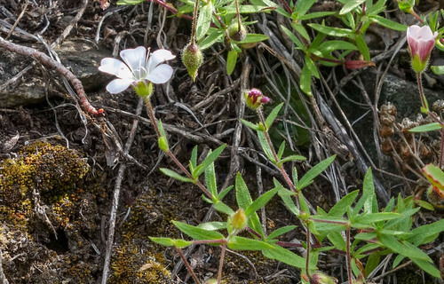 two-coloured gypsophila (Heterochroa petraea)