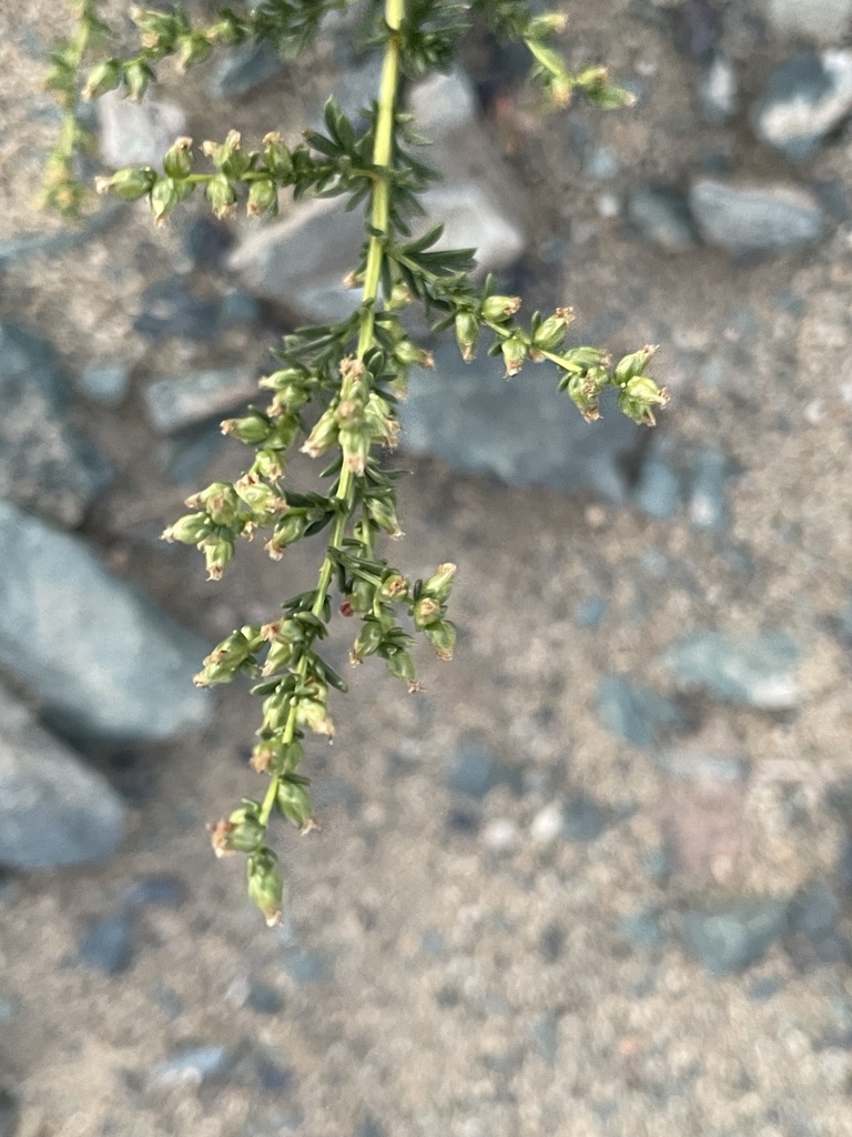 Artemisia obtusiloba