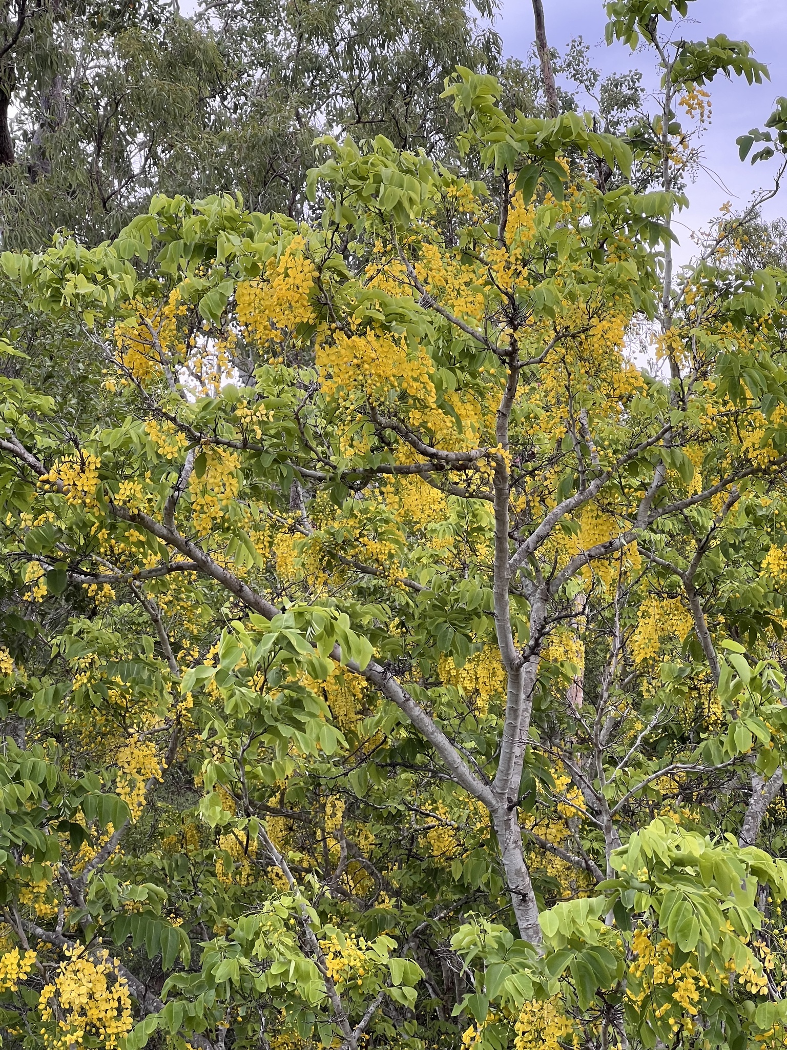 Imagem de Chuva-de-ouro