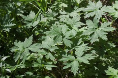 Hydrophyllum tenuipes