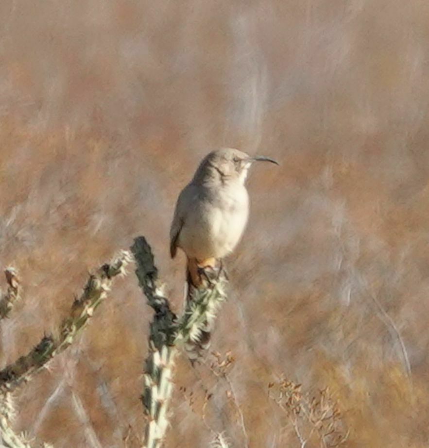 Toxostoma lecontei lecontei from Rainbow Valley, Maricopa County, AZ