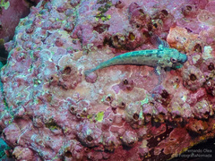 Gobioclinus dendriticus