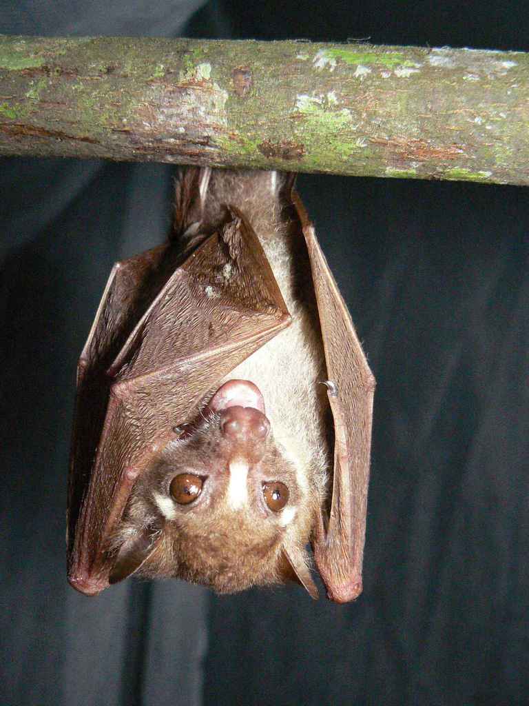 Zenker's fruit bat (Bats of Guinea) · iNaturalist