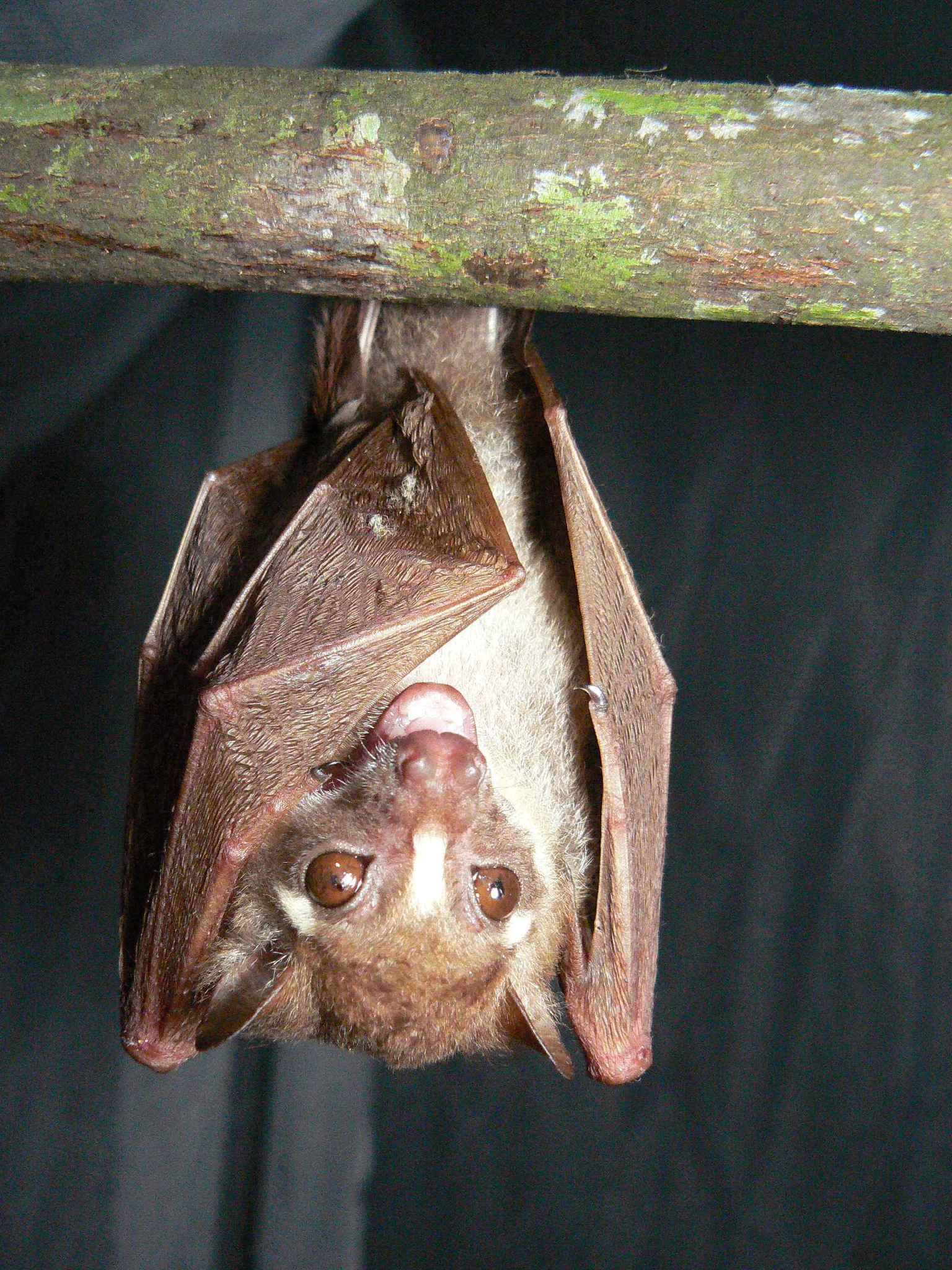 Bergmans's Fruit Bat photo 6